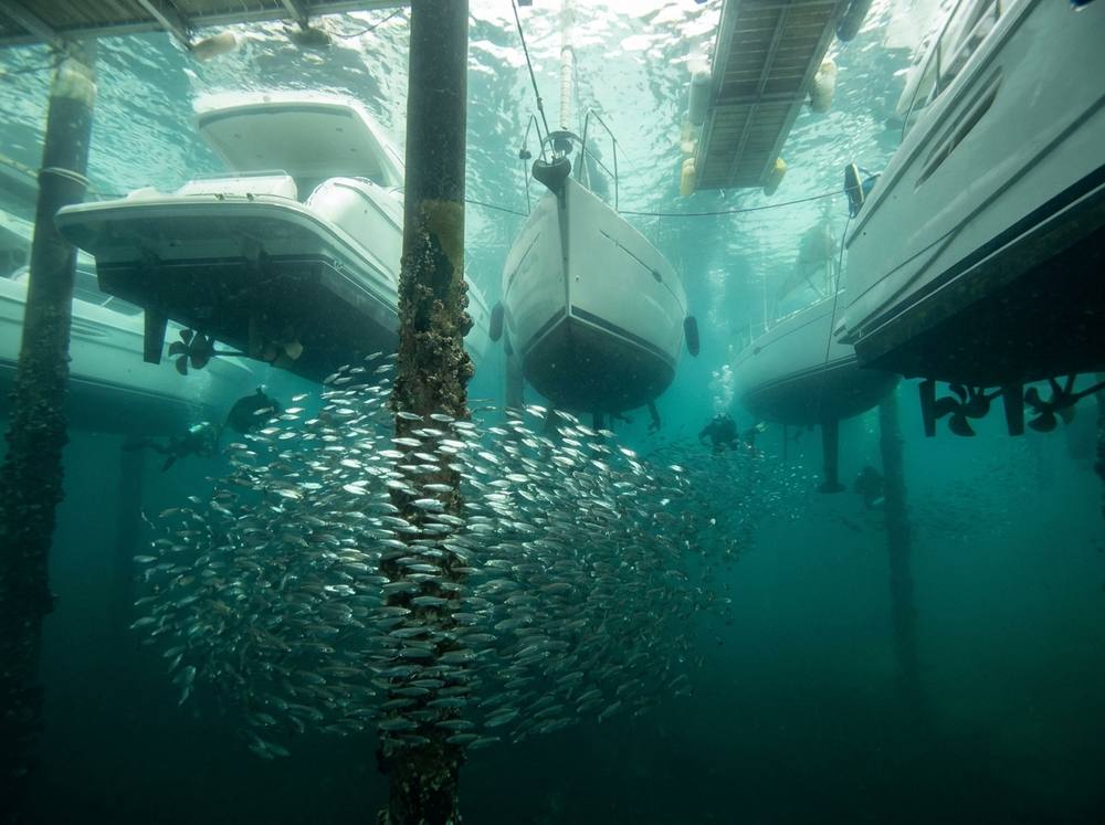 A school of fish around yachts in a marina