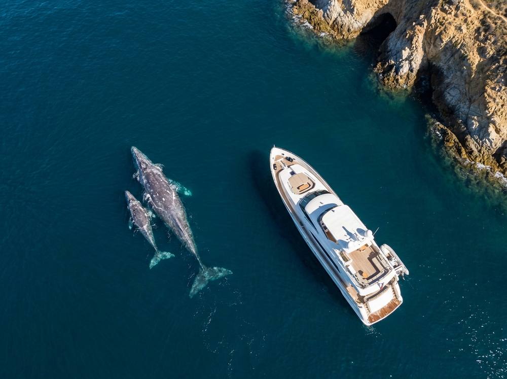 A grey whale and calf beside a luxury yacht in deep blue water